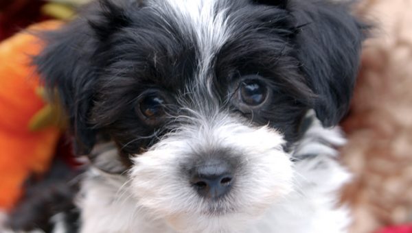 how big do havanese get the beagle personality what to for how big do havanese get the beagle personality what to for