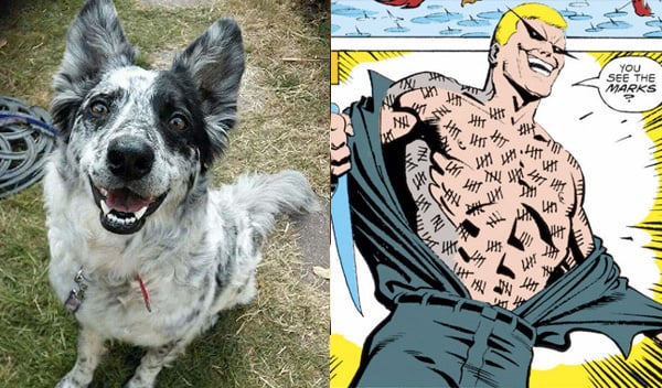 mr-zsasz-aussie-blue-heeler-batman-dog-names