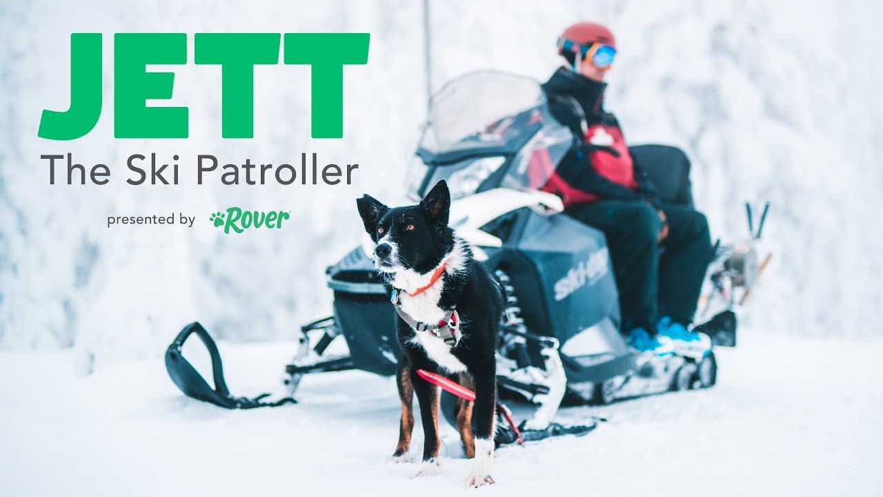 How to Train Your Dog to Pull a Sled The Dog People by