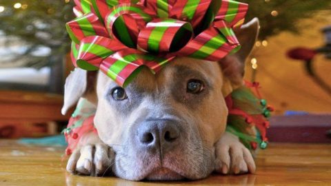pitbull-christmas-presents