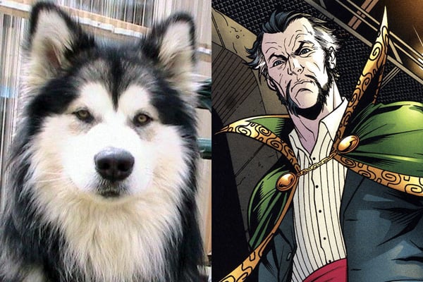 ras-al-ghul-malamute-batmand-dog-names