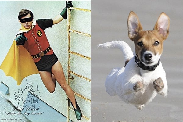 robin-boy-wonder-batman-dog-names-jack-russel-terrier