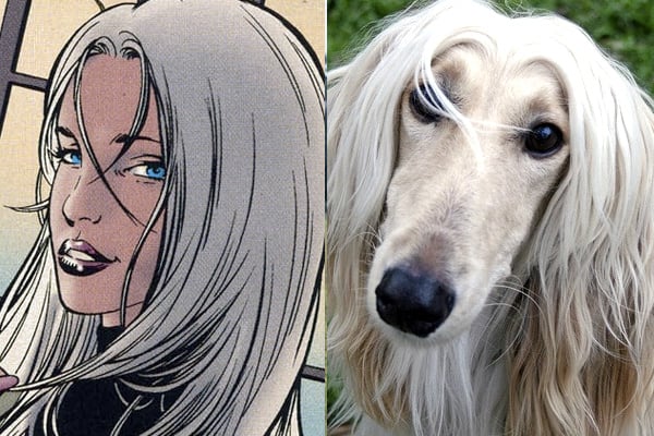 names for silver dogs 16 batman names rover names for silver dogs 16 batman names rover