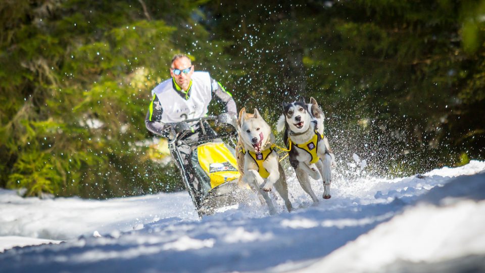 How To Train A Sled Dog To Pull How To Train A Sled Dog To Pull