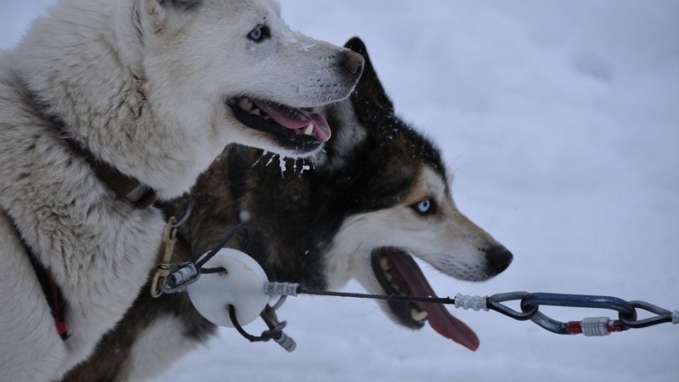 Two huskies hitched to a sled take a break in the snow.