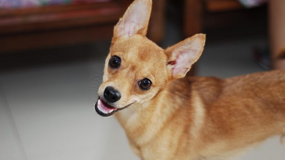 why do dogs turn their heads the about why dogs tilt their heads rover why do dogs turn their heads the about why dogs tilt their heads rover