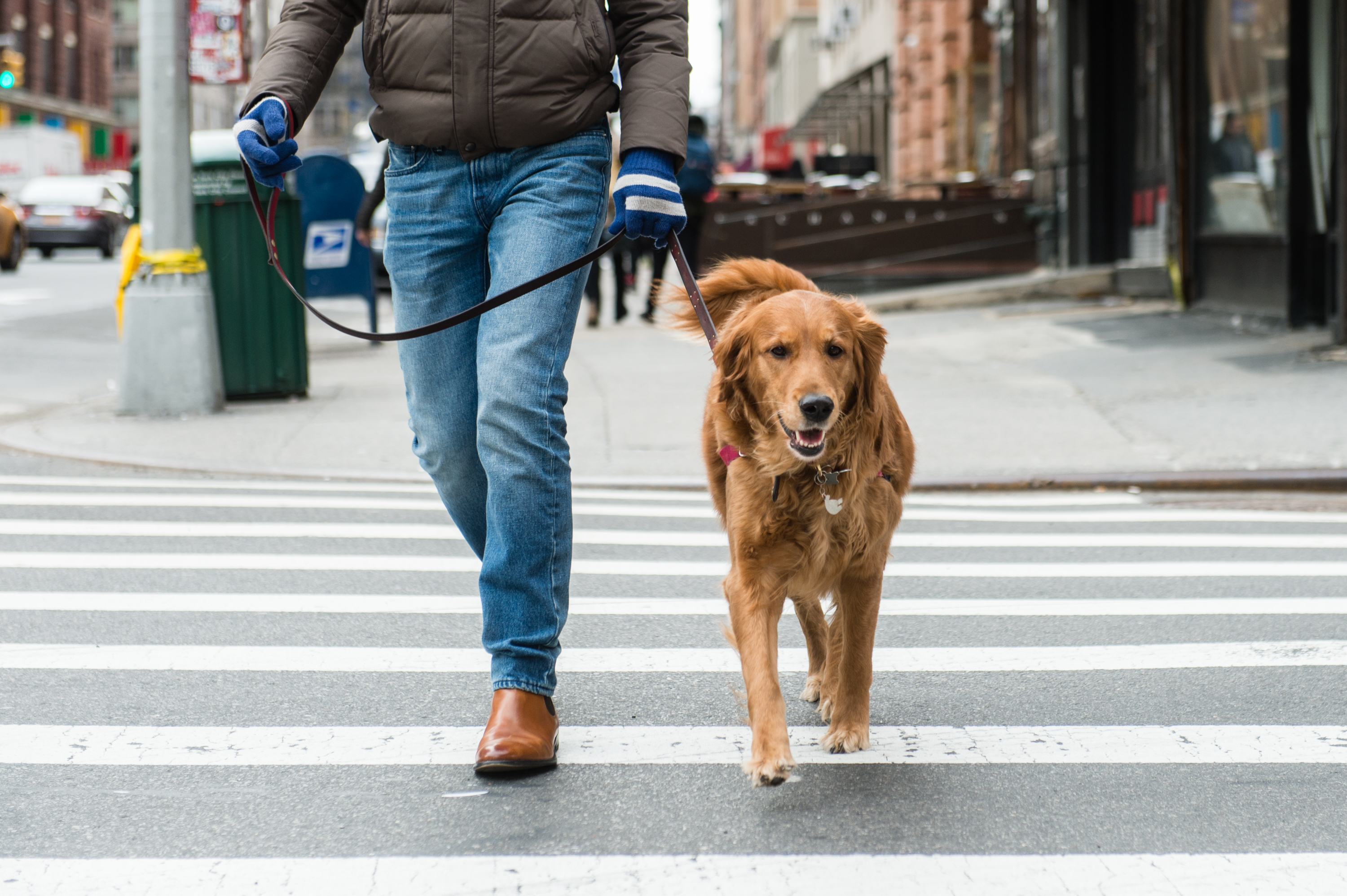Best Neighborhoods In Nyc For Dogs Best Neighborhoods In Nyc For Dogs