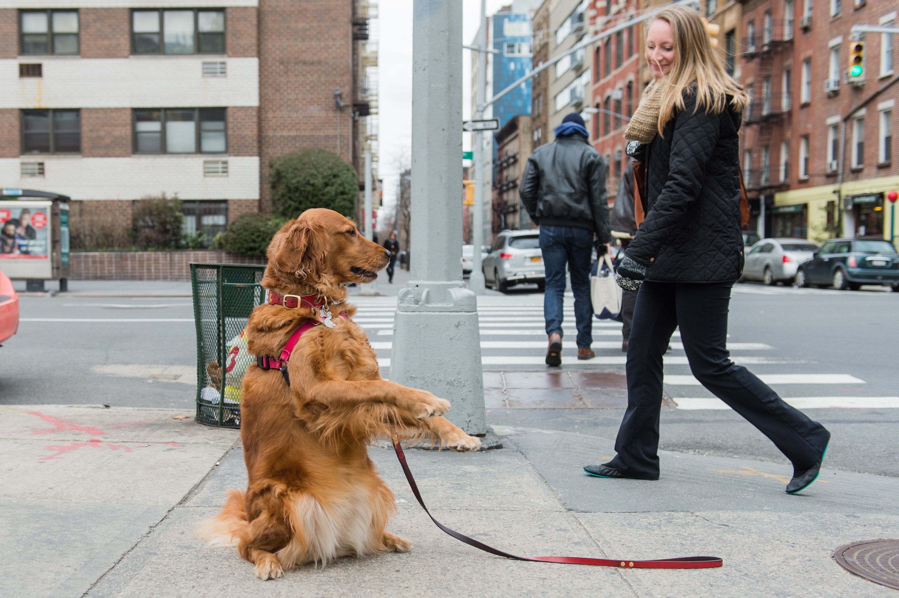 puppy nyc meet the nyc who stands on the corner offering hugs rover puppy nyc meet the nyc who stands on the corner offering hugs rover