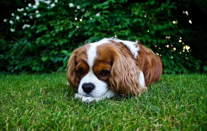 dog lying in grass