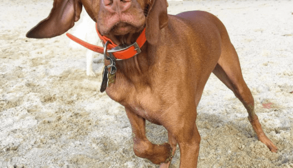 why do dogs go after a bath are dogs ticklish rover why do dogs go after a bath are dogs ticklish rover