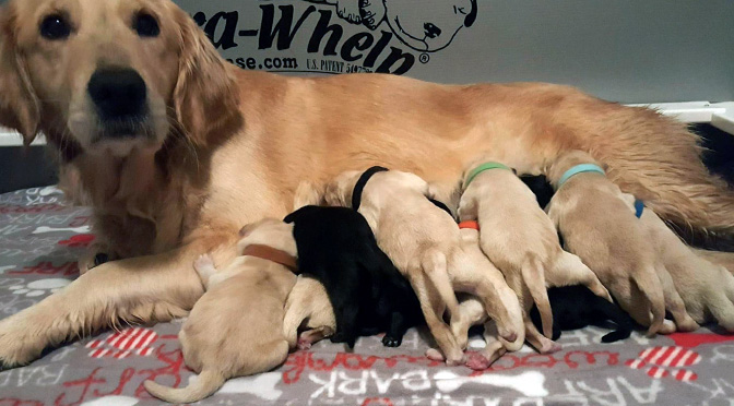 Adorable Guide Dog Puppy Cam Will Lower Your Blood Pressure in One Click |  The Dog People by 