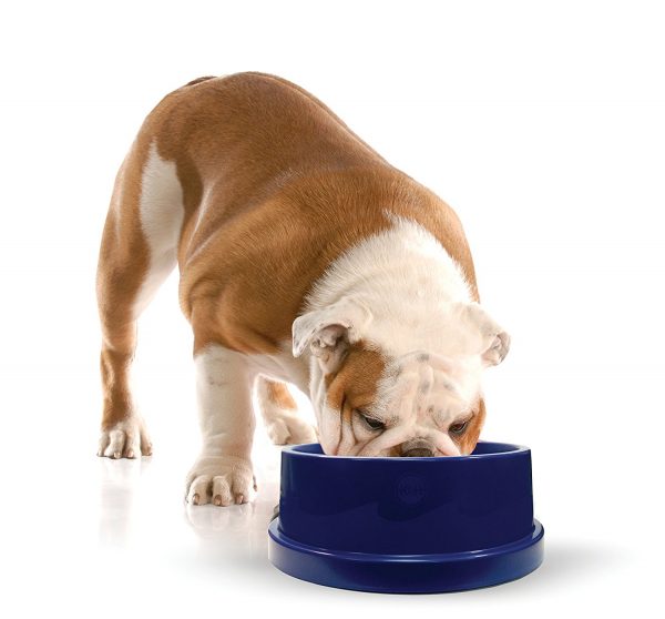 The Complete Guide to Dog Water Dishes The Dog People by