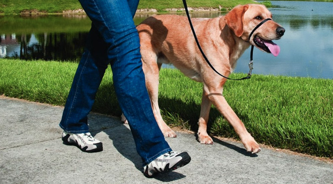 good leashes for dogs that pull