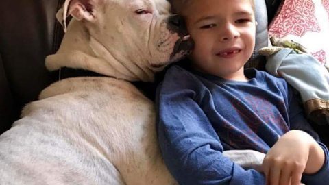 deaf-dog-and-non-verbal-boy-are-best-friends
