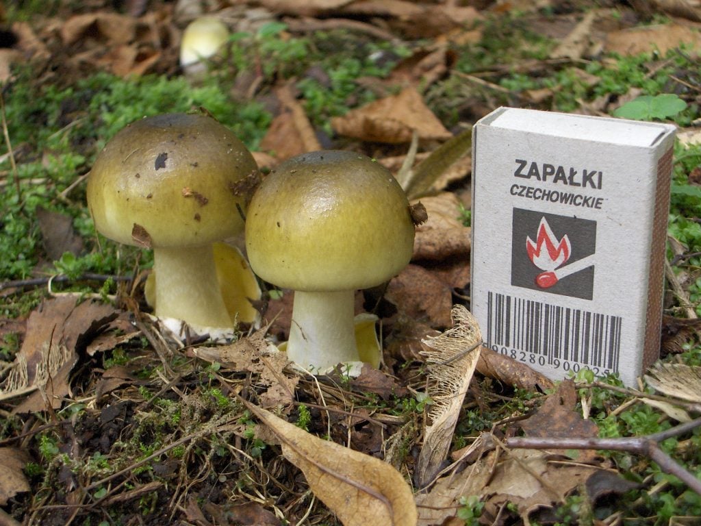 Young Death Cap mushrooms have a yellow-green hue (image via wikimedia)