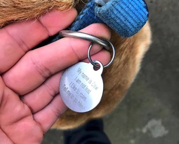 dog tag for wandering dew
