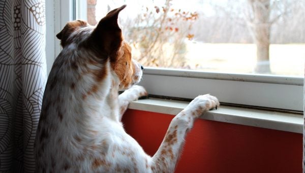 how long can a dog be alone waiting at window