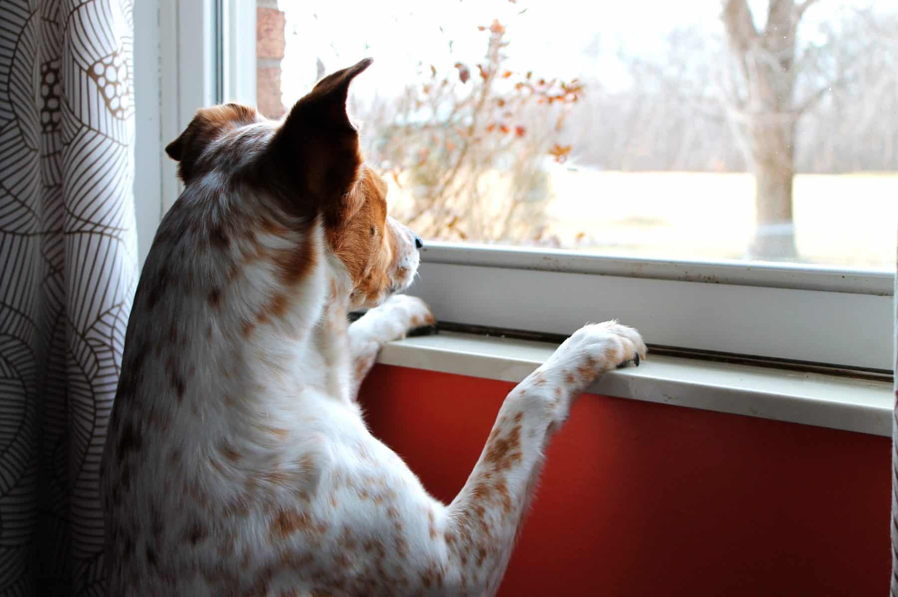 How Long Can You Leave a Dog Alone? | The Dog People by Rover.com