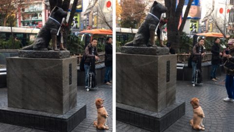 dog-posing-with-hachiko-in-japan