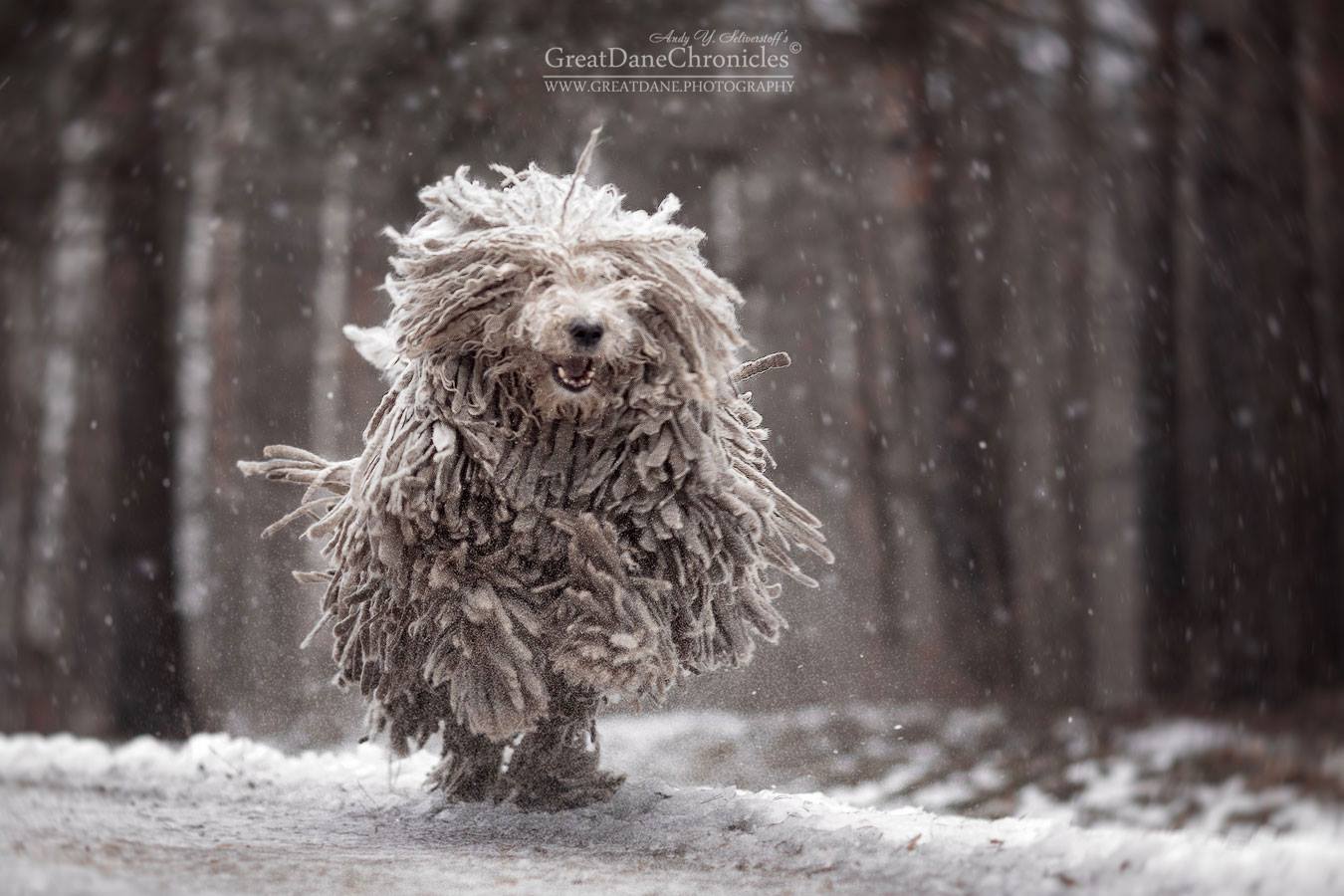 boy plays with 39 magic mop 39 dog in incredible new pictures pet siter