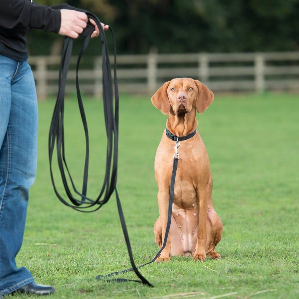 A Guide to Buying the Best Dog Leash UPDATED for 2019