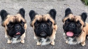 Is that an Ewok? Meet the Super-Rare Long-Haired French Bulldog The