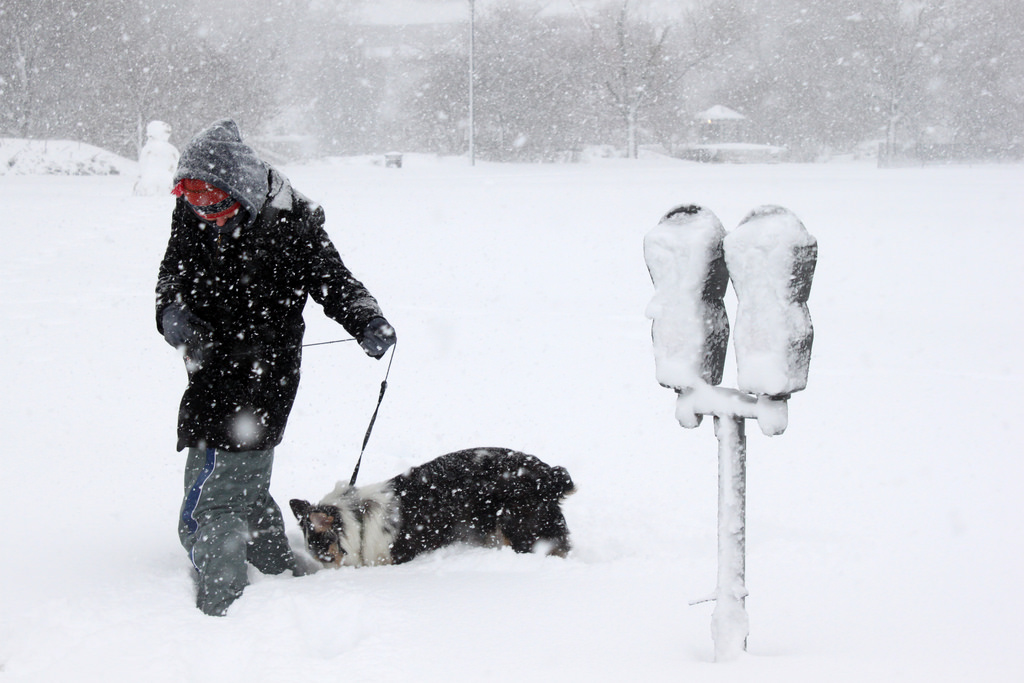 How To Deal With Dog Poop In The Winter