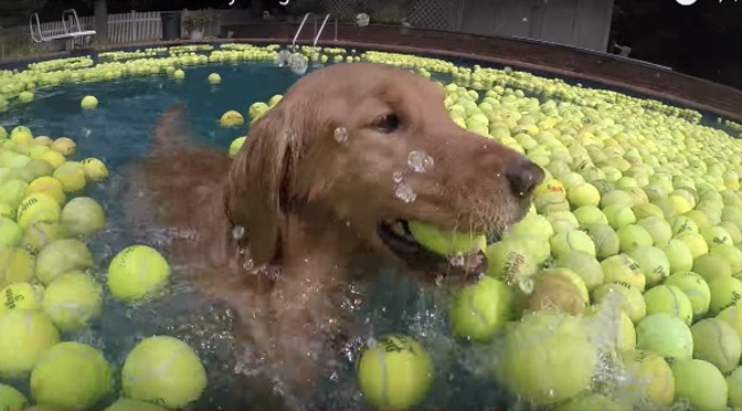 tennis-balls-for-everything