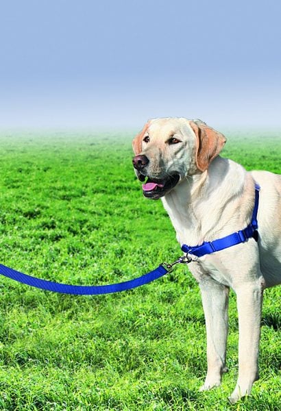 training-no-pull-harness