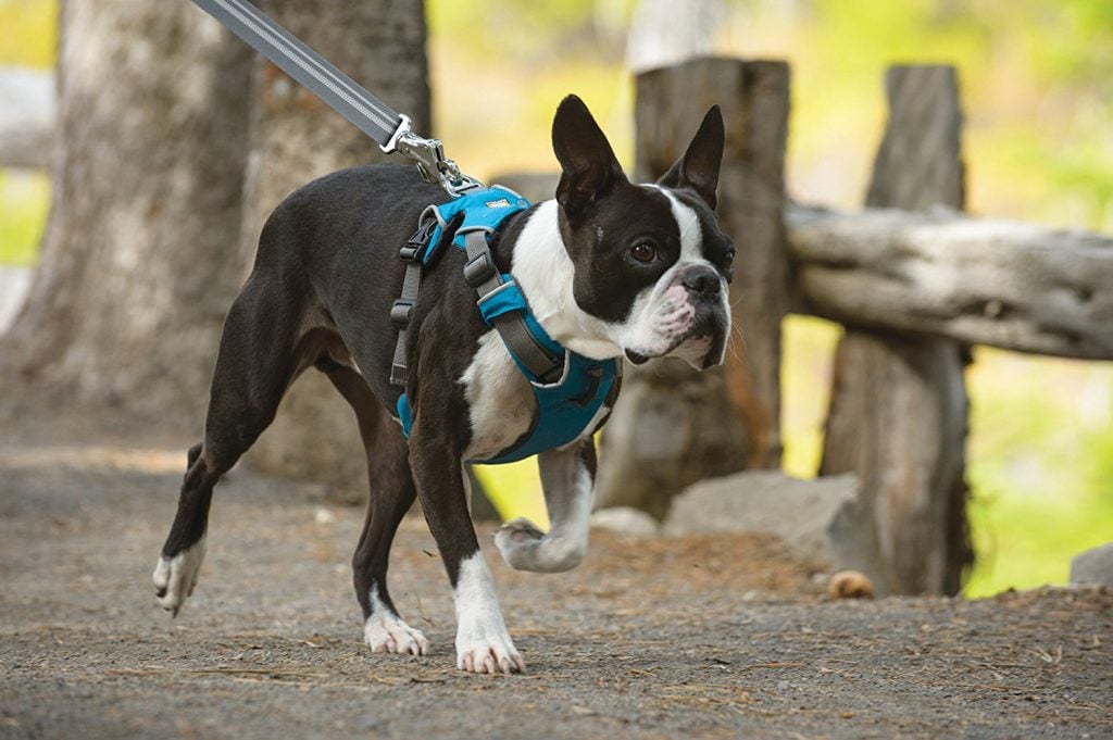 The Best Dog Training Collars and Harnesses for Teaching Good Behavior