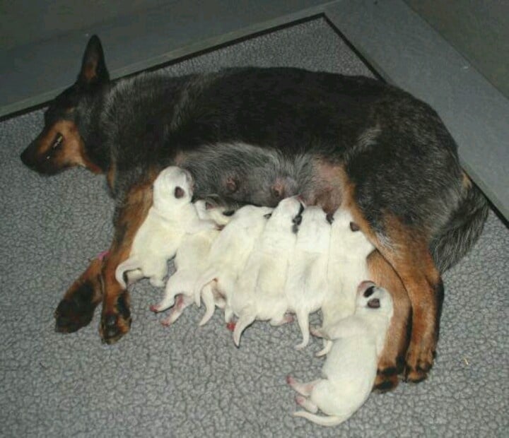 Australian Cattle Dog with white puppies