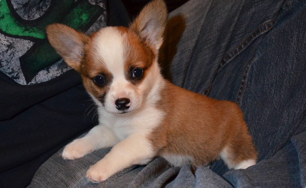 Cheagle, Chiweenie, Chug 18 Cute Chihuahua Mixes You've Gotta See