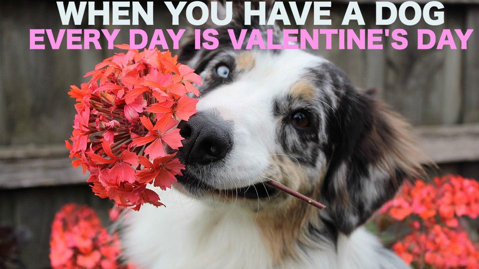 Your Guide to the Perfect Date with Your Dog The Dog People by