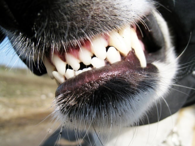 morsure de chien : chien qui montre les dents
