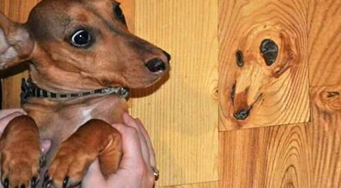 dogs in wood grain