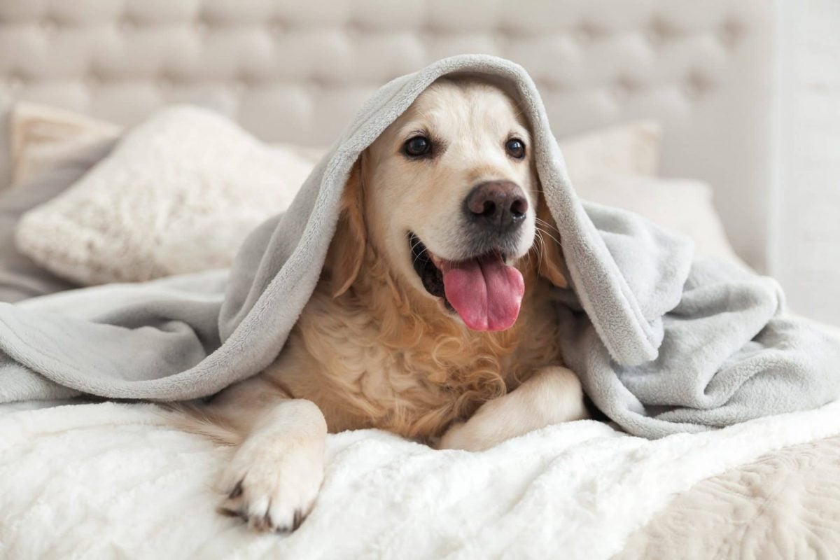7 Simple Steps to Creating a Room Just for Your Dog | The Dog People by  