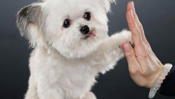 Hyperglycemia in puppies