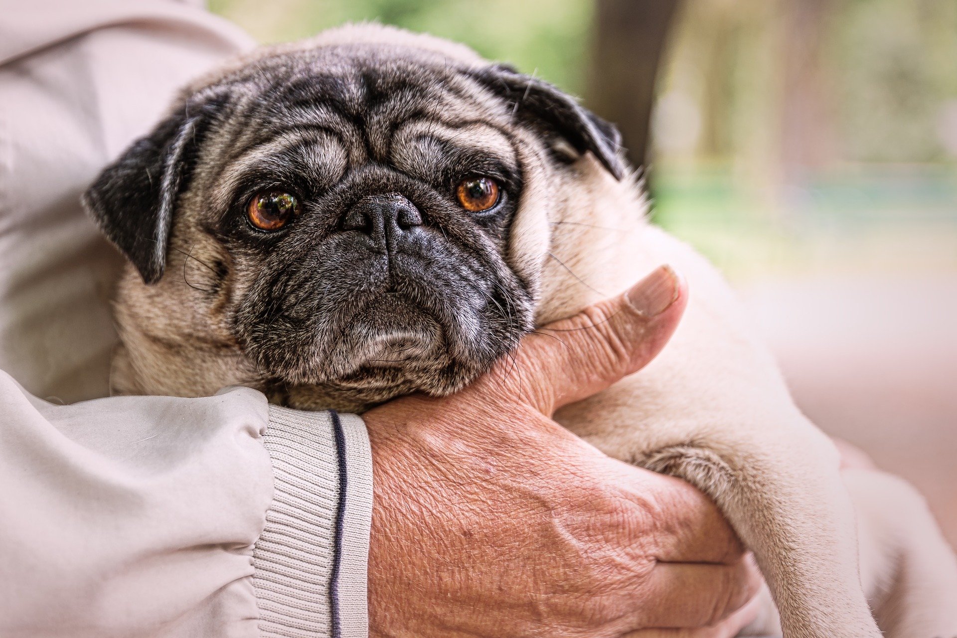 Surprising Pug Facts 8 Things Only Pug People Understand