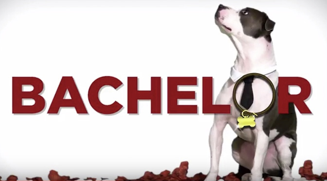 adopt a dog for a day