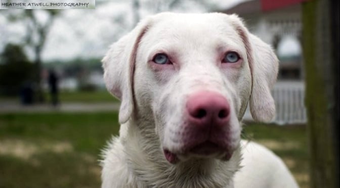 why do some dogs have blue eyes