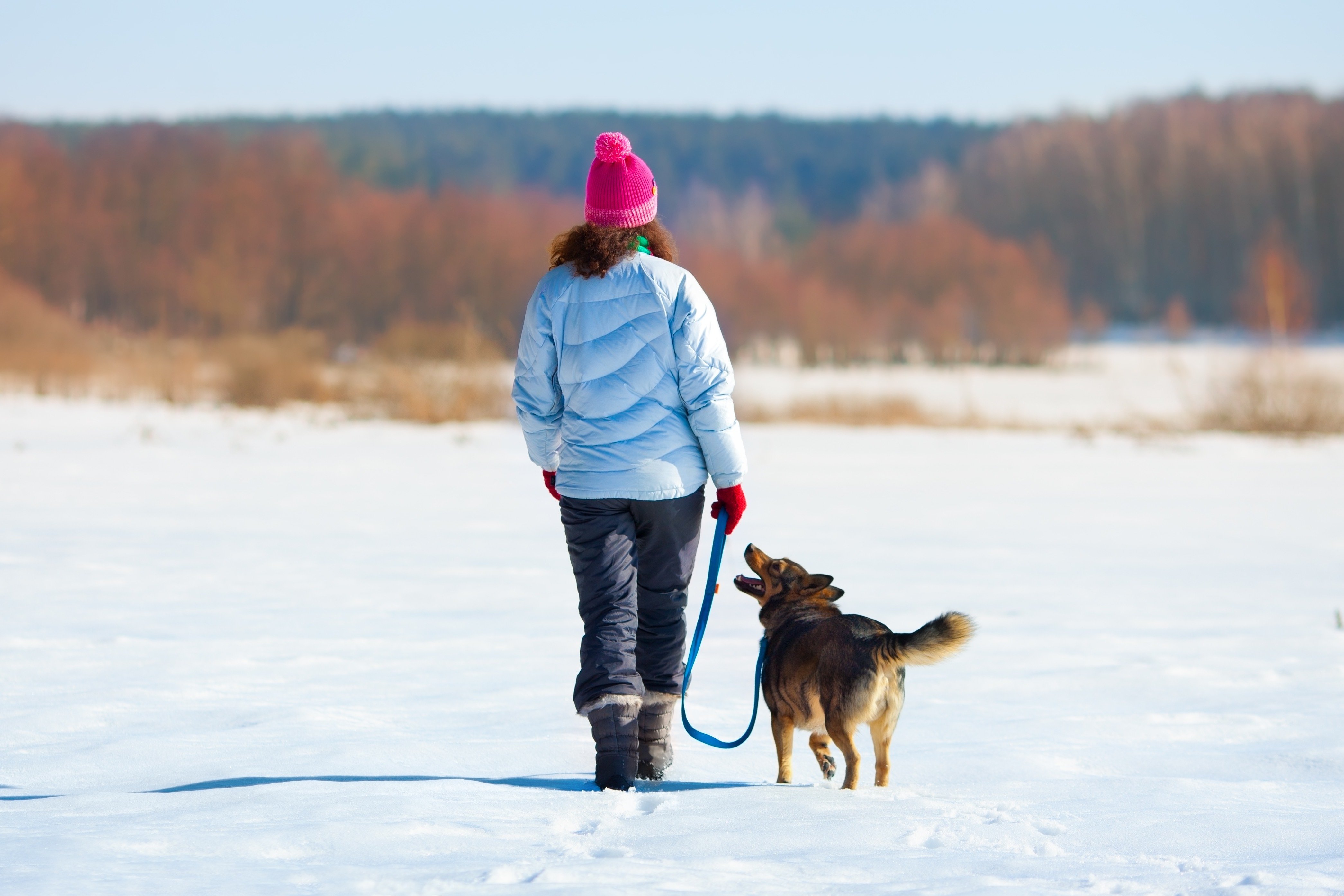 10 Expert-Approved Winter Activities for Happy, Healthy Dogs | The Dog  People by Rover.com
