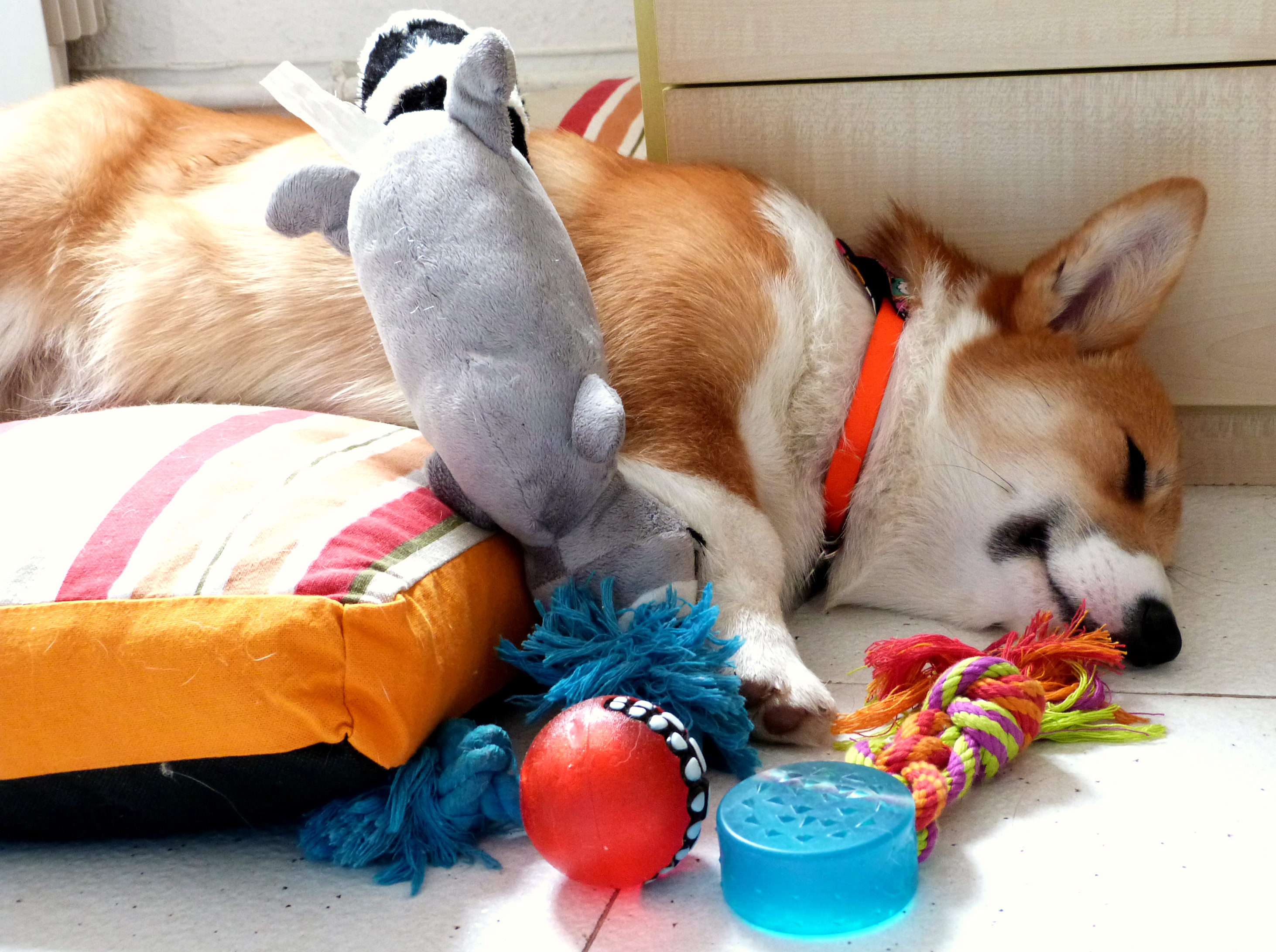 How to Teach Your Dog To Clean Up Toys