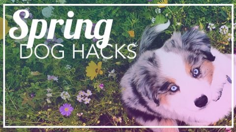 spring break dogs