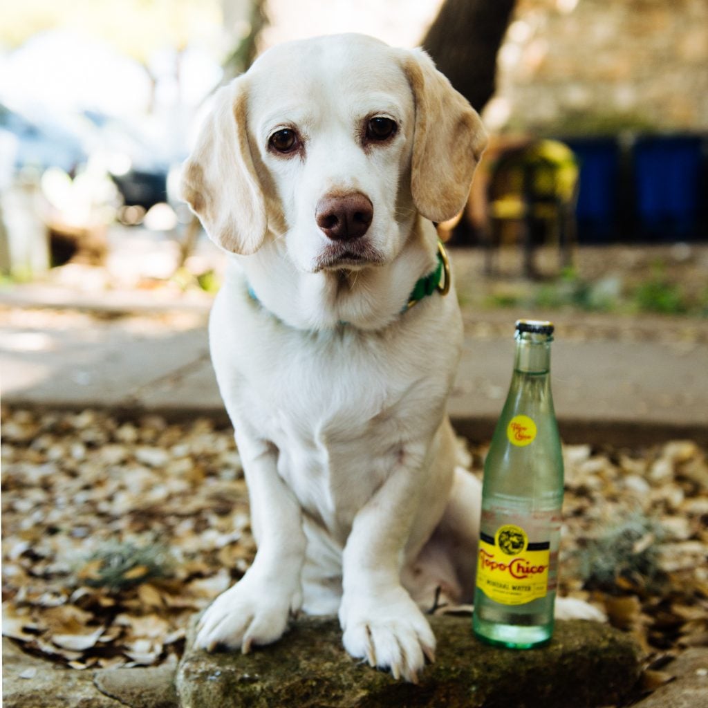 topo chico dog toy