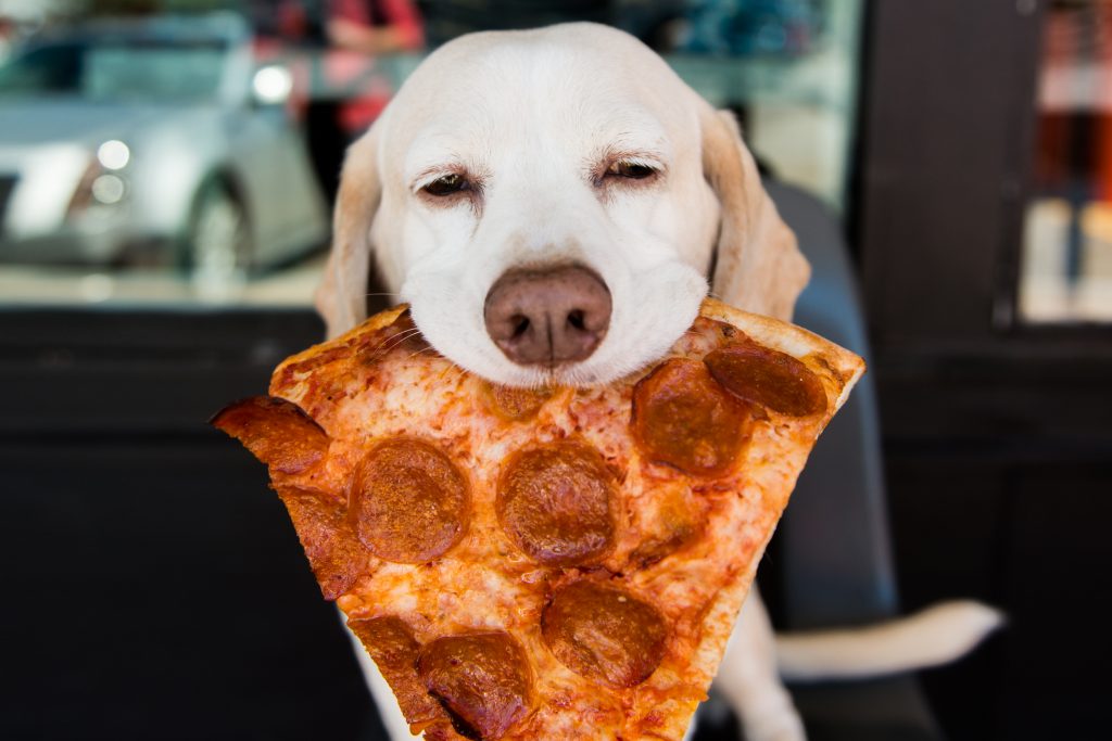 can puppies eat pizza