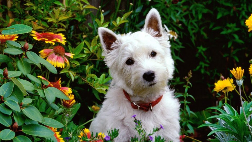 can dogs adhd 10 safe plants for dogs you can add to almost any garden right now rover can dogs adhd 10 safe plants for dogs you can add to almost any garden right now rover