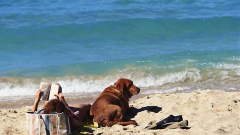 beach reads for dog lovers