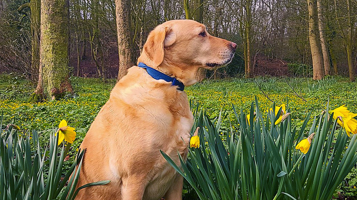 dogswithdaffodils is the Cheerful Hashtag We've Been Craving The Dog