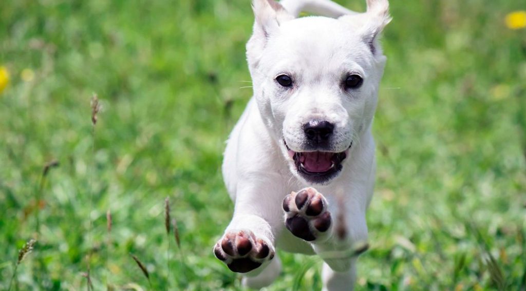 Hur du lär din hund att hoppa mot eller | The Dog People Rover.com