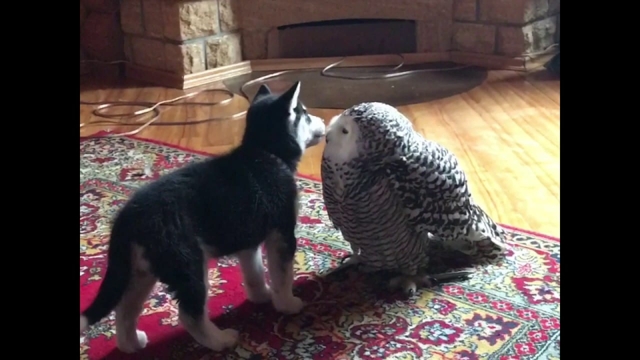 12 Adorable Moments That Prove Dogs and Birds Can Be Friends The Dog